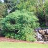 Staghorn Sumac #1 - Image 3